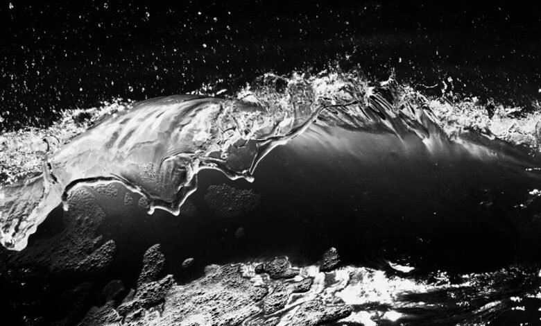 fusion momentum digital crest