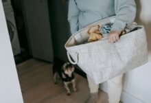 smarter moves daily succeeding